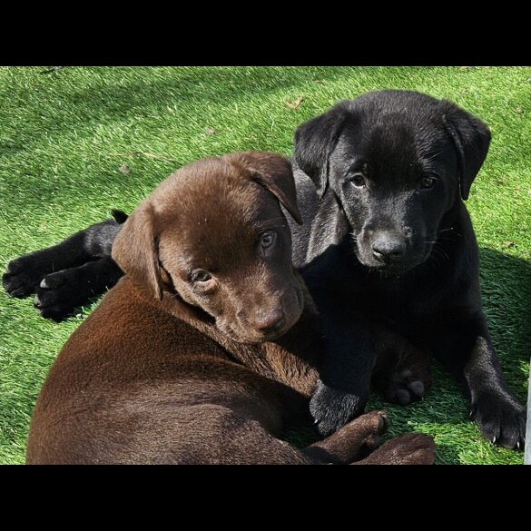 Labrador Retriever - Both