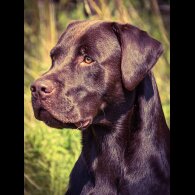 Labrador Retriever - Both