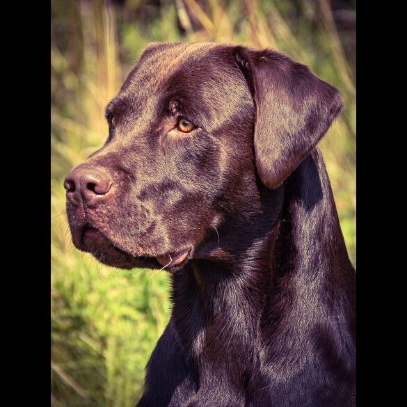 Labrador Retriever - Both