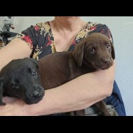 Labrador Retriever - Both