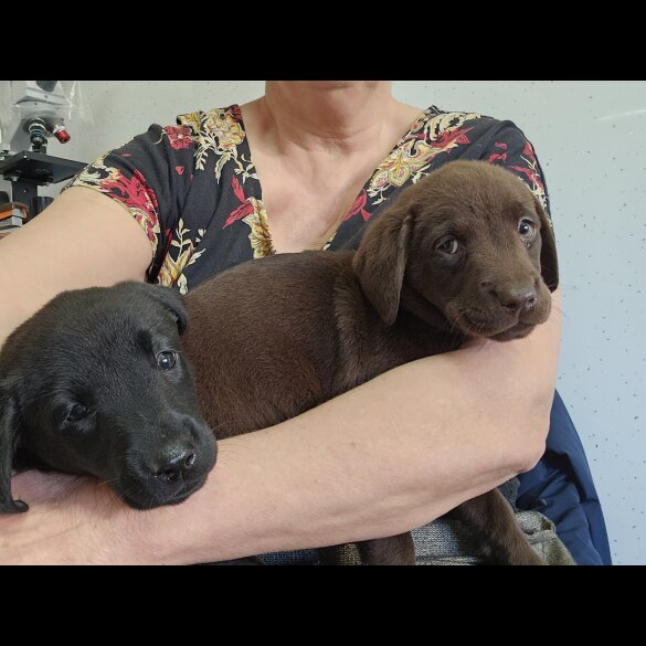 Labrador Retriever - Both