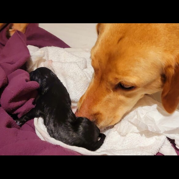 Labrador Retriever - Both