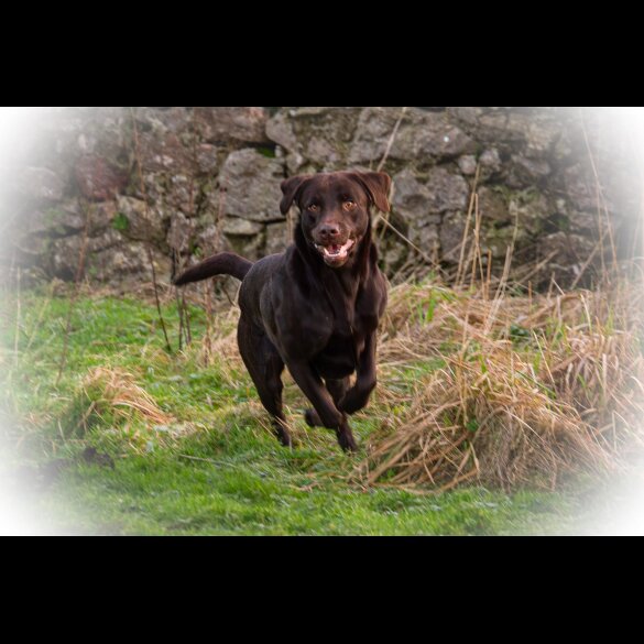 Labrador Retriever - Both