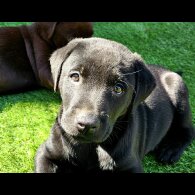 Labrador Retriever - Both