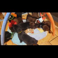 Labrador Retriever - Both