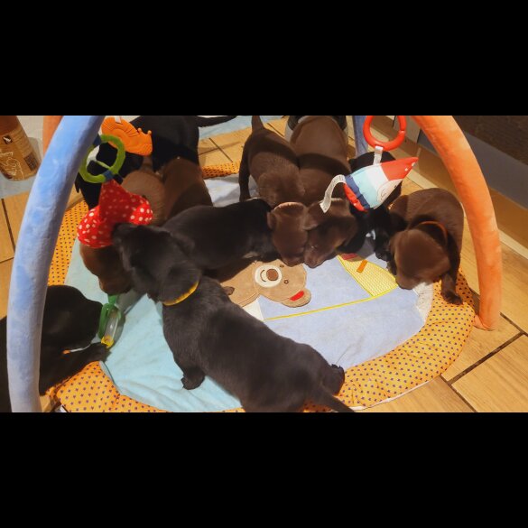 Labrador Retriever - Both