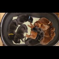 Labrador Retriever - Both