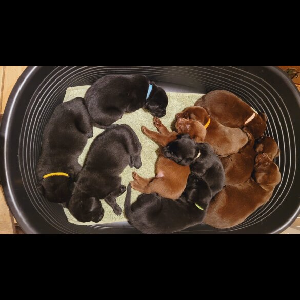 Labrador Retriever - Both