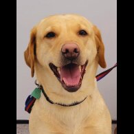 Labrador Retriever - Both