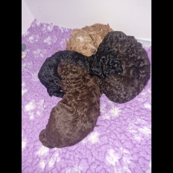 Toy Poodle