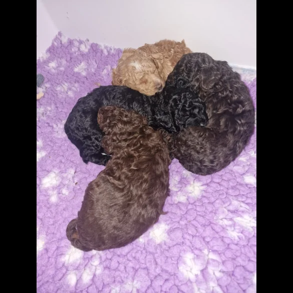 Toy Poodle