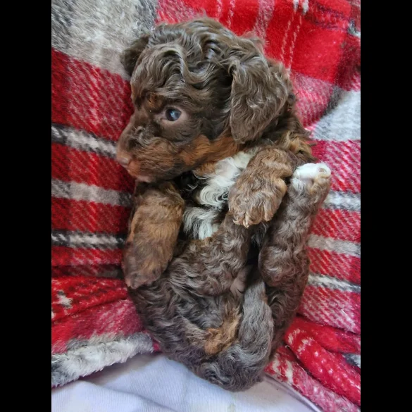 Toy Poodle