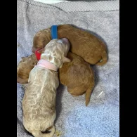 Toy Poodle