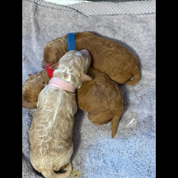 Toy Poodle
