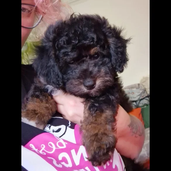 Toy Poodle