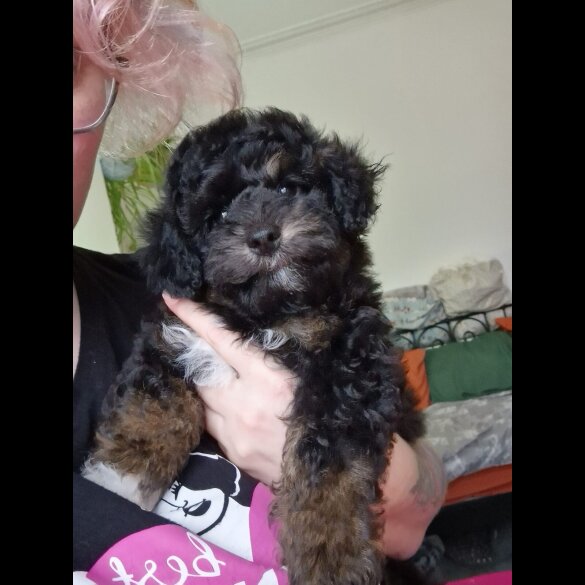 Toy Poodle