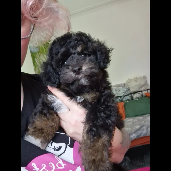 Toy Poodle