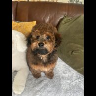 Toy Poodle