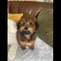 Toy Poodle