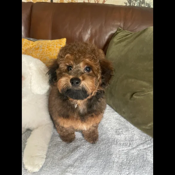 Toy Poodle