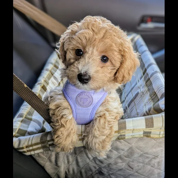 Toy Poodle