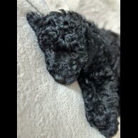 Toy Poodle