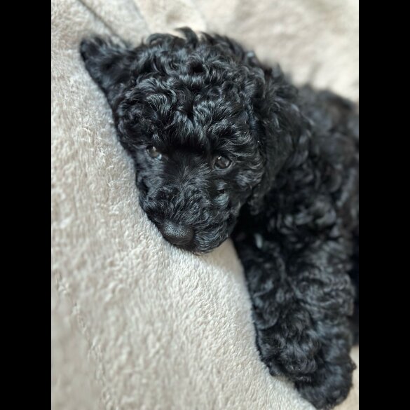 Toy Poodle