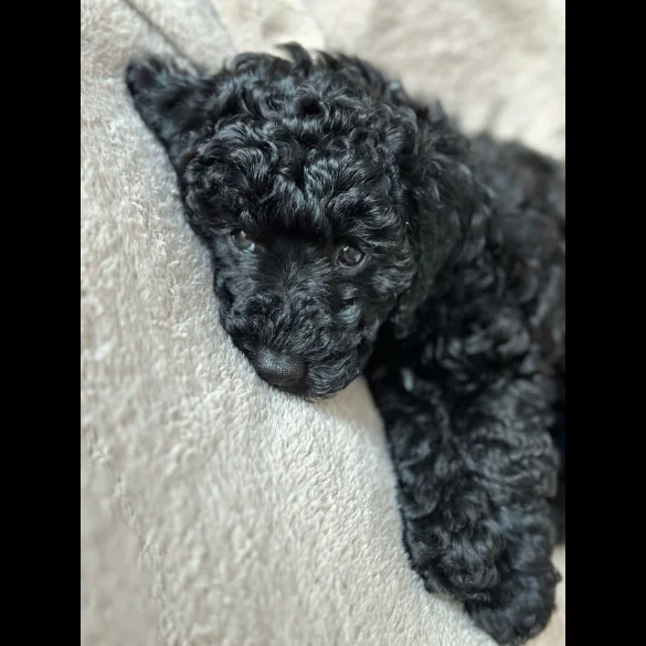 Toy Poodle
