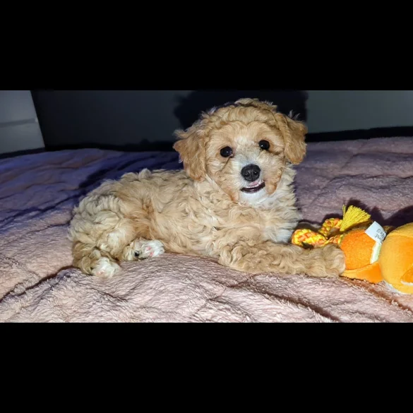 Toy Poodle