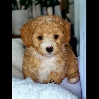 Toy Poodle