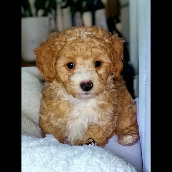 Toy Poodle