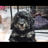 Toy Poodle