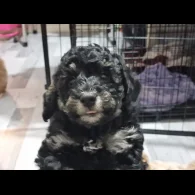 Toy Poodle