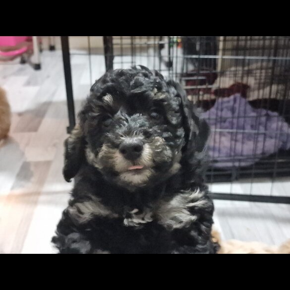 Toy Poodle