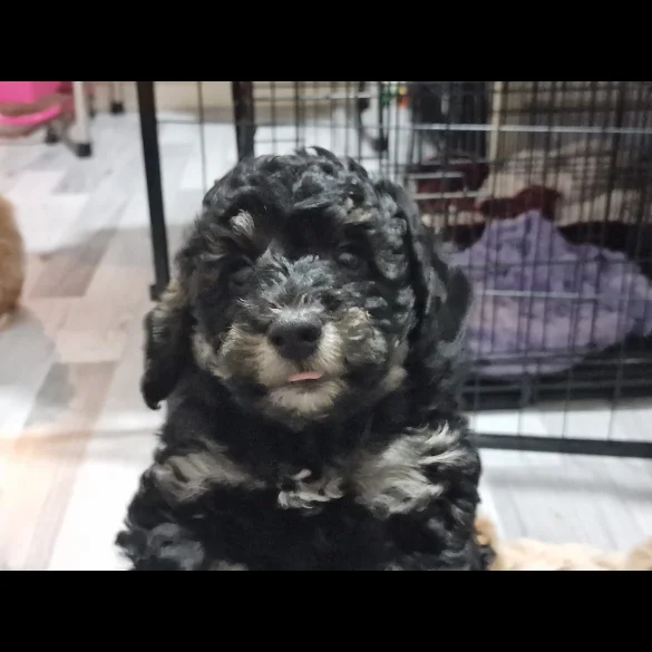Toy Poodle