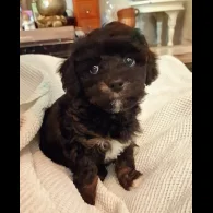 Toy Poodle