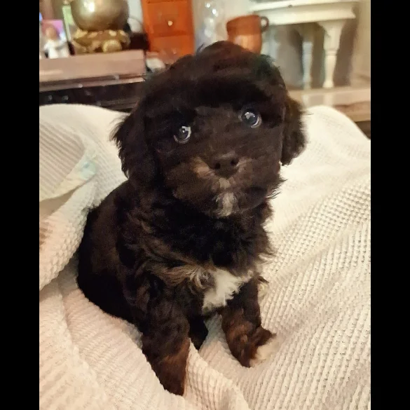 Toy Poodle