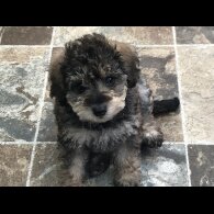 Toy Poodle - Both