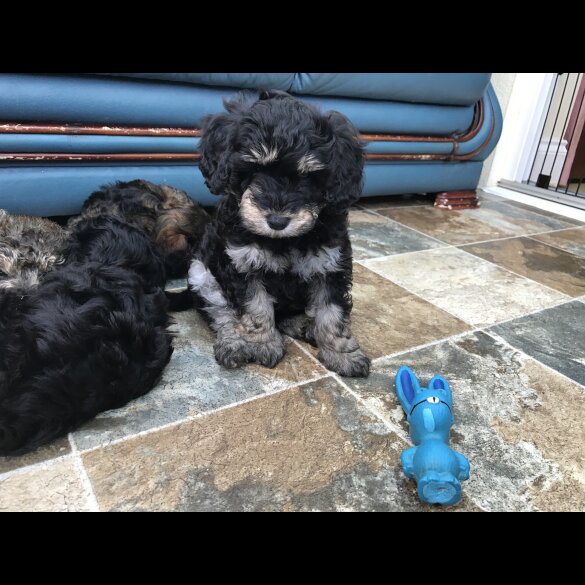 Toy Poodle - Both