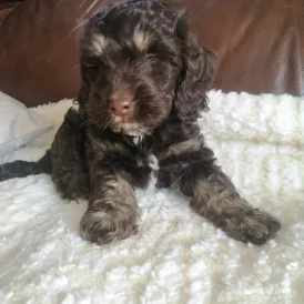 Cockapoo - Dogs