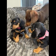 Dachshund (Standard &amp; Miniature) - Bitches