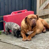 Mixed Breed - Dogs