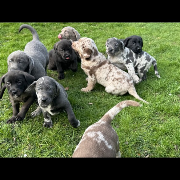Labrador Retriever - Both
