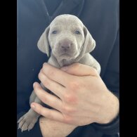 Weimaraner - Both