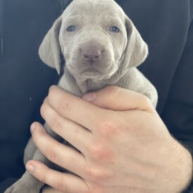 Weimaraner - Both
