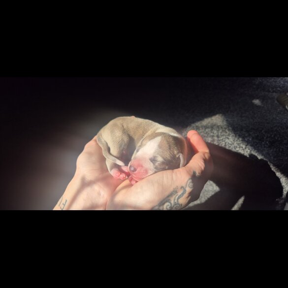 Whippet - Both