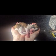 Whippet - Both