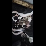 Whippet - Both