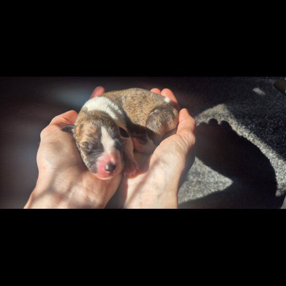Whippet - Both