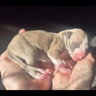 Whippet - Both